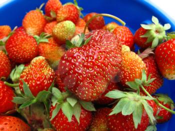 Ripe strawberries in a blue bucket