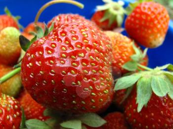 Closeup of ripe red strawberries in a blue bucket