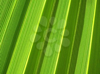 Macro of tropical palm leaf 