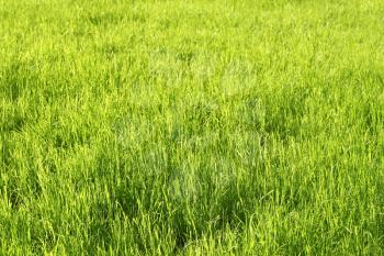 Green sunny grass nature background