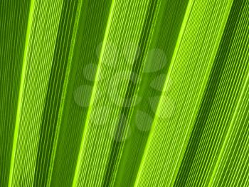Macro of tropical palm leaf 