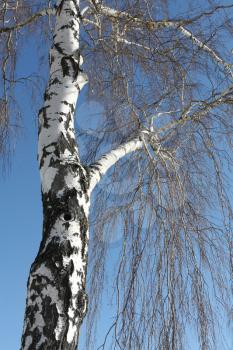 Trunk of a birch against the blue sky