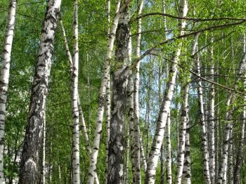 Beautiful spring birch with fresh green leaves
