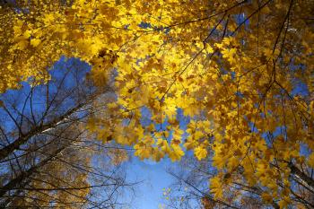 Tops of beautiful autumn trees on blue sky background