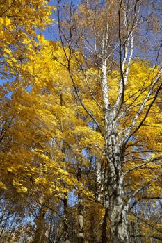 Beautiful yellow autumn maples and birch trunks