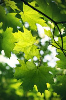 Royalty Free Photo of a Closeup of a Maple Tree