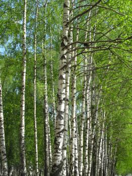 Royalty Free Photo of Birch Trees