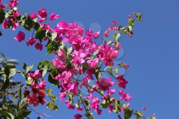 Royalty Free Photo of a Bougainvillea
