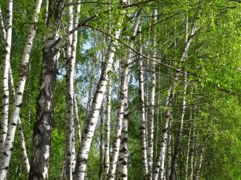 Royalty Free Photo of Birch Trees