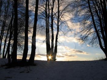 Winter landscape with trees and sun on evening sky background