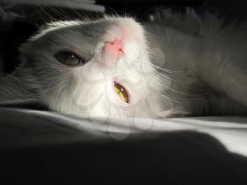 White cat lying on her back in the sun light