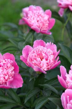 Beautiful delicate pink peony flowers