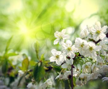 Branch of a flowering spring tree with beautiful white flowers