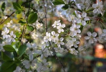 Branch of a fruit spring tree with beautiful white flowers