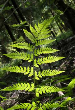 Bright shine branch of fern in summer forest