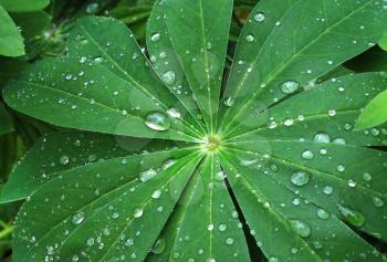 Large leaf of lupine after rain with water drops