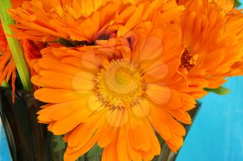 Closeup of bright Marigold flowers bouquet
