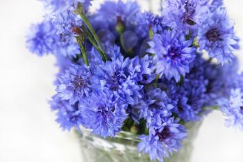 Bouquet of blue cornflowers on white background