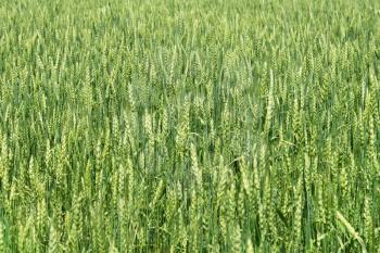 Natural background with green wheat ears