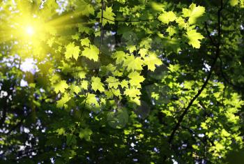 Green branches of maple glowing in sunlight       