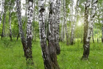 Beautiful birch trees. A summer landscape.
