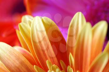 Bright natural background with petals of gerber flowers