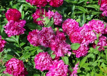 Nature background with flowers of bright peony