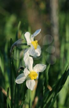 Beautiful spring Daffodils (Narcissus)