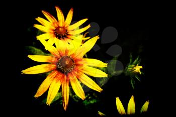 Black grunge background with bright yellow Rudbeckia flowers