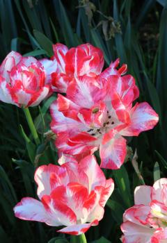 Closeup of beautiful bright tulips