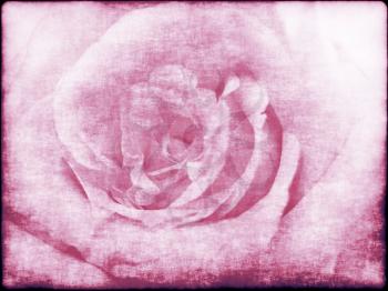 Grunge abstract background with pink rose