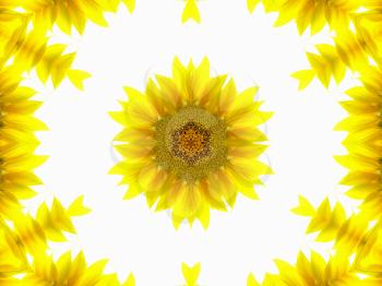 Abstract pattern of sunflower on white