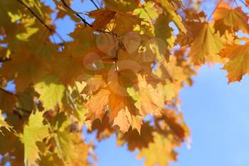 Beautiful autumn branch of maple tree on blue sky background