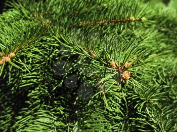 Closeup of pine branch