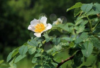 Beautiful flower of a wet white Dog Roses 
