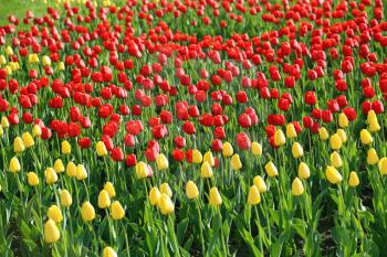 Nature background with beautiful yellow and red tulips