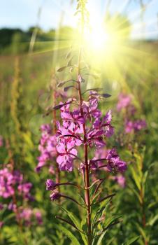 Willowherb - Epilobium Angustifolium. blooming sally (Epilobium angustifolium). Purple Alpine Fireweed. epilobium flower 