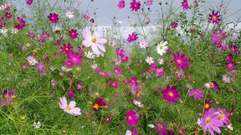 Beautiful Cosmos flowers summer background