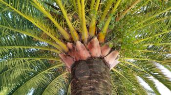 Branches and trunk of big tropical palm tree