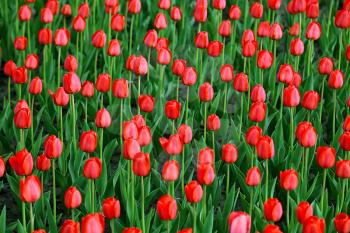 Beautiful red tulips natural background 