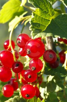 Branch of bright ripe red redcurrant berries