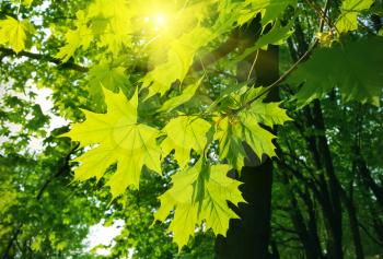 Beautiful fresh spring leaves of maple tree and sunlight