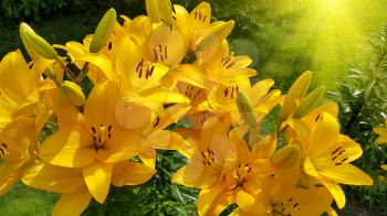Close up of beautiful bright yellow lily and sunlight