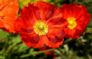 Closeup of beautiful red blooming poppies