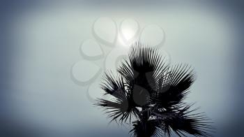 Branches of a palm tree against a cloudy sky with sun 