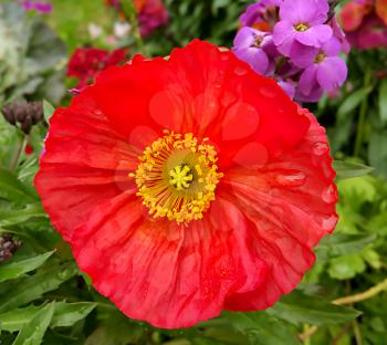 Beautiful poppy among other flowers