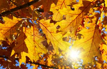 Bright autumn branch with yellow foliage and sunlight