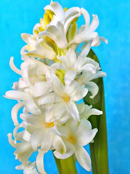 Macro view of white flowers of Hyacinthus on bright blue background
