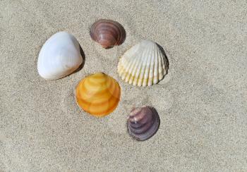 Sea shells on the sand background