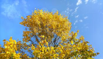 Branches of beautiful yellow autumn tree on blue sky background